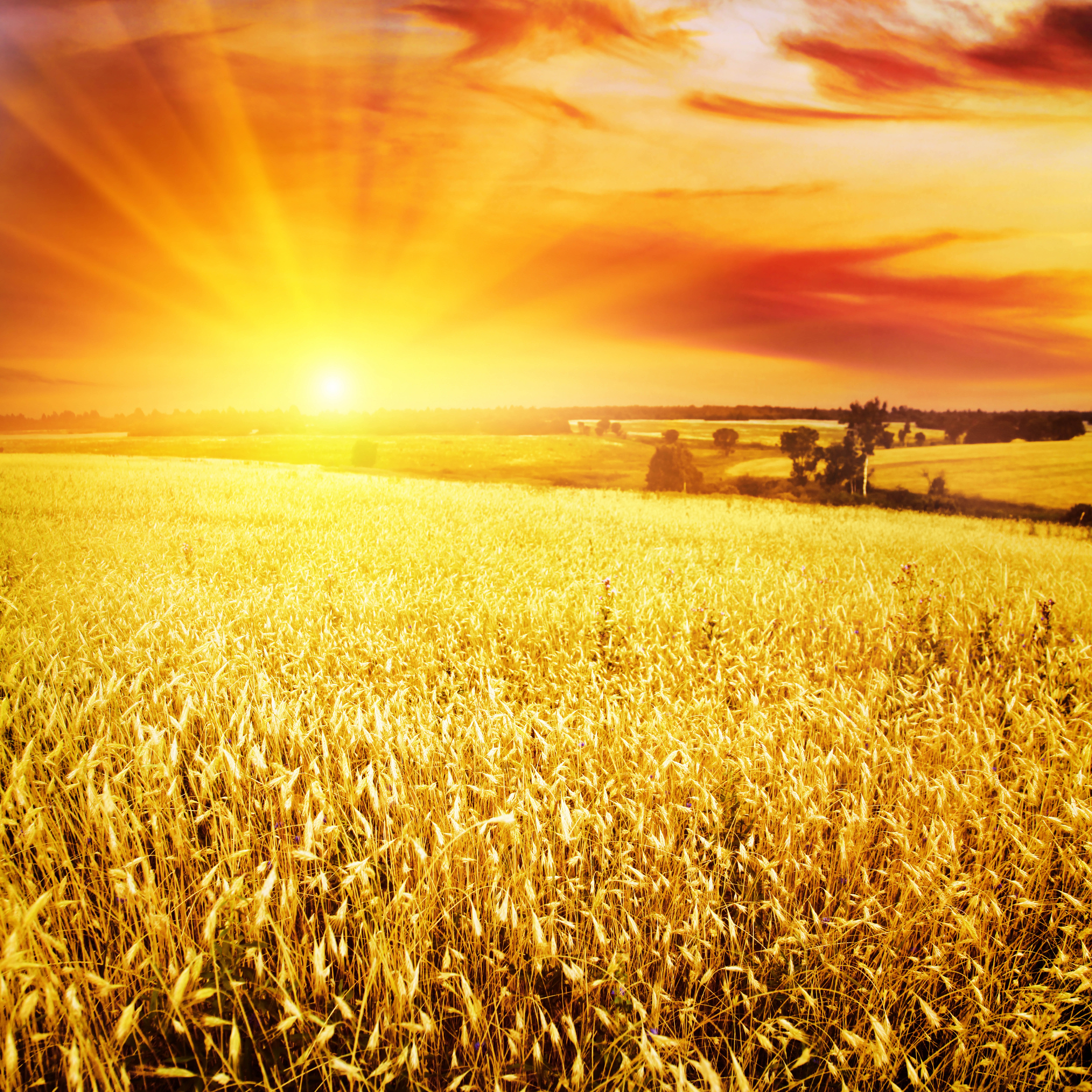 Пшеничное солнце. Пшеничное поле. Золотое поле. Рассвет в поле. Поле солнце.
